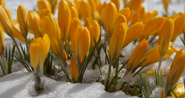 28 февраля - Онисим-Зимобор. Зима на весну злится