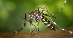 26 мая – день Лукерьи Комарницы. Не вздумайте убить комара!