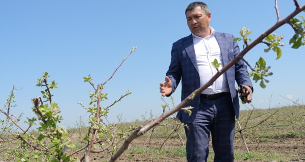 В-Крыму-посадочный-материал-плодовых-культур-производят-24-сельхозпредприятия