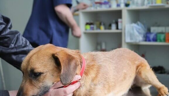 В-Крыму-бесплатно-вакцинируют-от-бешенства-180-тысяч-собак-и-кошек
