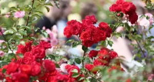 Премьерные-концерты-Фестиваля-«Природа-Искусства»-в-цветущих-розах-Никитского-ботанического-посетили-более-1500-зрителей