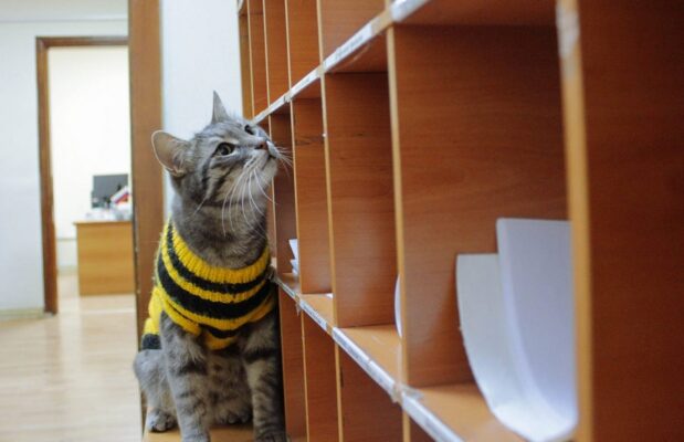 Про кота Филимона. Не знаете такого? А ведь это уважаемый работник администрации Симферополя