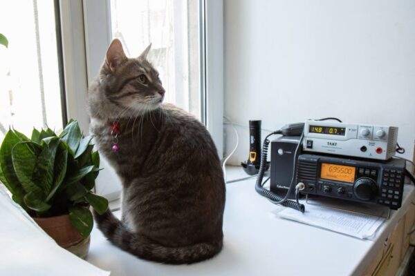 Про кота Филимона. Не знаете такого? А ведь это уважаемый работник администрации Симферополя