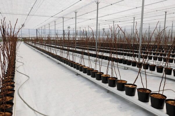 В Крыму реализуется проект по выращиванию малины и клубники по технологии ускоренного плодоношения  